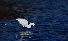 David Plant Photography - Wildlife Photographer - Little egret fishing - B